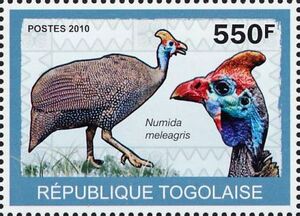 Helmeted Guineafowl Numida meleagris