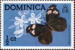Butterfly (Myscelia antholia)