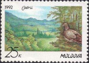 Codri Nature Reserve, Common Wood Pigeon (Columba palumbus)