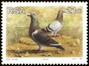 Putterie Carrier-Pigeon (Columba livia forma domestica)