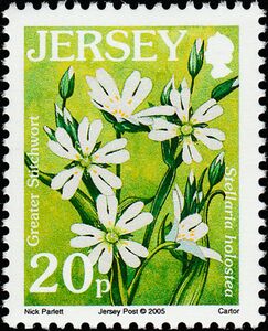 Stitchwort (Stellaria holostea)