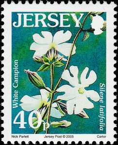 White Campion (Silene latifolia)