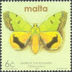 Green Drab (Ophiusa tirhaca)