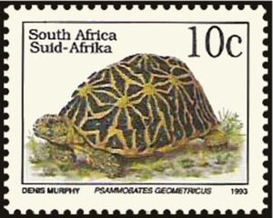 Geometric Tortoise (Psammobates geometricus)