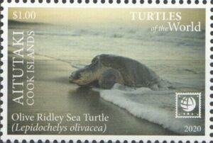 Olive Ridley Sea Turtle (Lepidochelys olivacea)