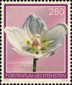 Marsh Grass-of-Parnassus (Parnassia palustris)