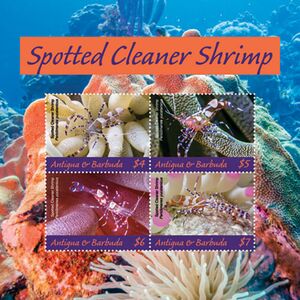 Spotted Cleaner Shrimp (Periclimenes yucatanicus)