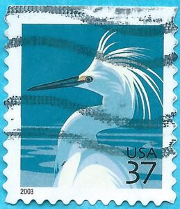 Snowy Egret (Egretta thula)
