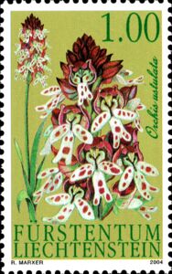 Burnt Orchid (Orchis ustulata)