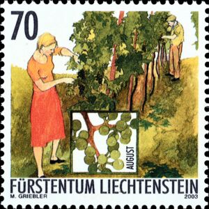 Thinning out of vines (August)