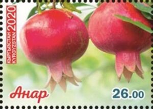 Pomegranates on Tree