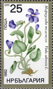 Wood Violet (Viola odorata)