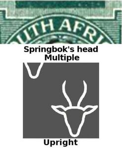 Springbok (Antidorcas marsupialis)