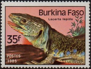 Ocellated Lizard (Lacerta lepida)