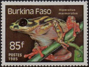 Marbled Reed Frog (Hiperolius marmoratus)