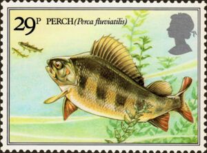 Eurasian Perch (Perca fluviatilis)