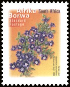 Karoo Violet (Aptosimum procumbens) - Afrika Borwa