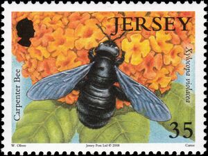 Violet Carpenter Bee (Xylocopa violacea)