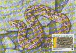 Turkish Javelin Sandboa (Eryx jaculus turcicus)