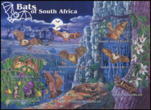 Bats of South Africa
