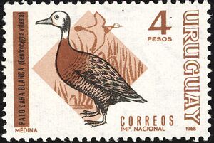 White-faced Duck (Dendrocygna viduata)