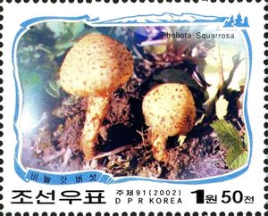 Pholiota squarrosa