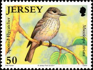 Spotted Flycatcher (Muscicapa striata)