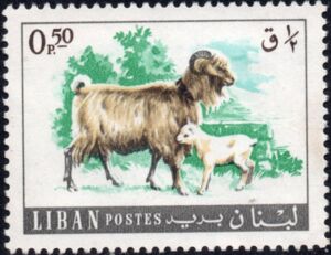 Domestic Goat (Capra hircus)