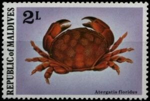 Floral Egg Crab (Atergatis floridus)