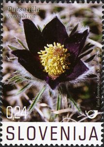 Mountain Pasque Flower (Pulsatilla montana (Hoppe) Rchb.)