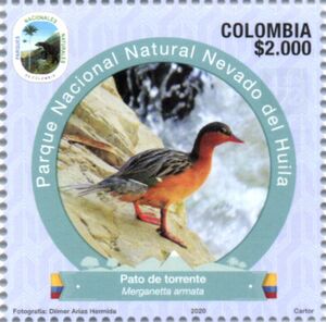 Torrent Duck (Merganetta armata)