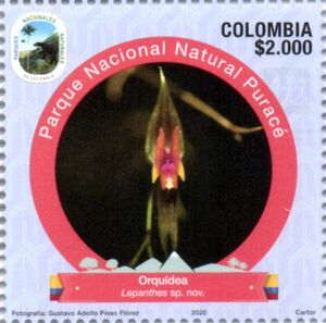 Orchid (Lepanthes sp. nov)