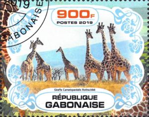 Giraffa Camelopardalis Rothschildi