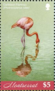 Caribbean Flamingo (Phoenicopterus ruber) Feeding