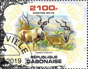 Tragelaphus Strepsiceros