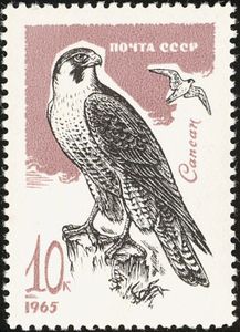 Peregrine Falcon (Falco peregrinus)