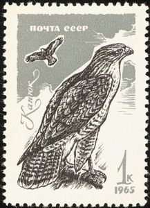 Common Buzzard (Buteo buteo)
