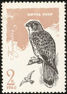 Common Kestrel (Falco tinnunculus)