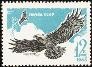 Golden Eagle (Aquila chrysaetos)