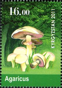 Mushrooms - Agaricus