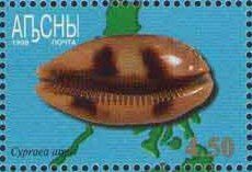 Eyed Cowrie (Cypraea argus)