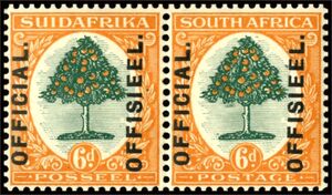 Orange Tree (Citrus sinensis)