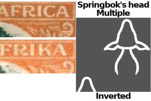 Orange Tree (Citrus sinensis)