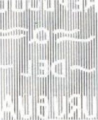 Southern Lapwing (Vanellus chilensis)