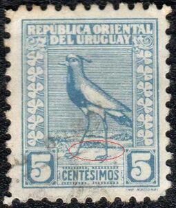 Southern Lapwing (Vanellus chilensis)