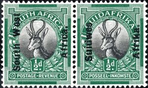 Springbok (Antidorcas marsupialis)