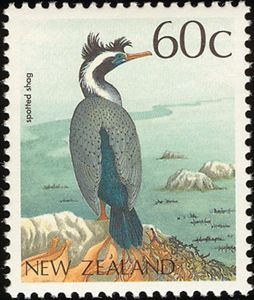 Spotted Shag (Phalacrocorax punctatus)