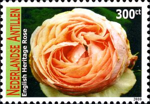 English Heritage Rose