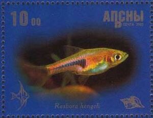 Rasbora hengeli