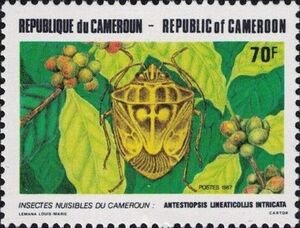 South African Coffee Bug (Antestiopsis lineaticollis)